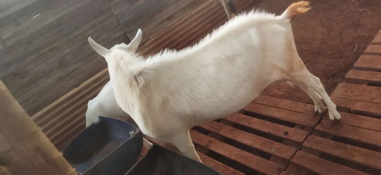 Reprodutor da raça sani - Foto 6