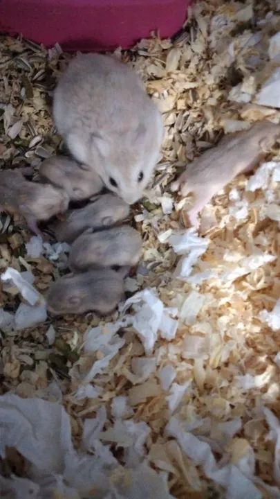 Vendo filhotes de hamster anão russu. 