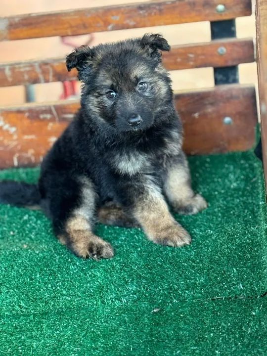 Pastor Alemão o famoso capa preta a pronta entrega!