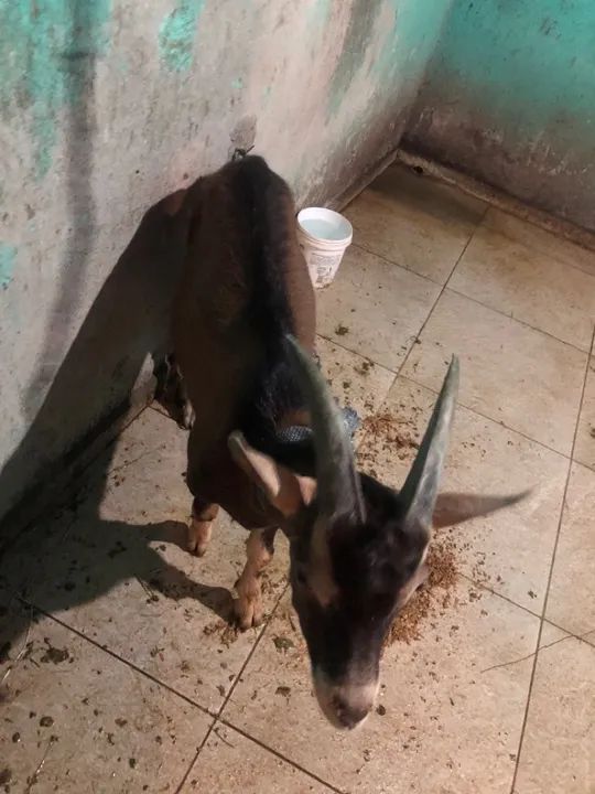 Bode da raça parda alpino  - Foto 2