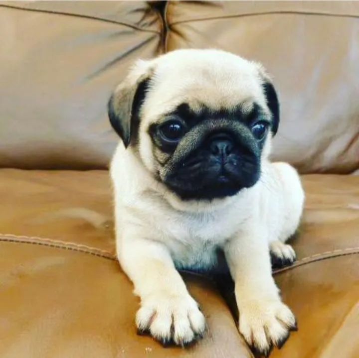 Lindos filhotes de Pug 