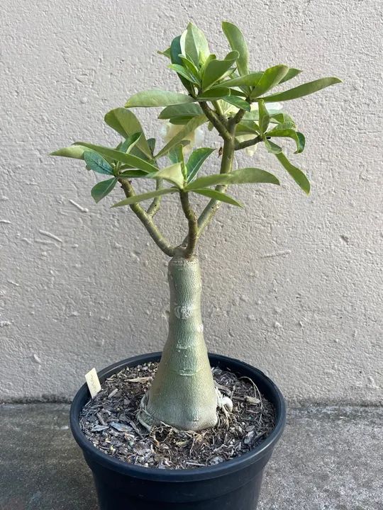 Rosa do Deserto Amarela Id Aurora - Foto 4