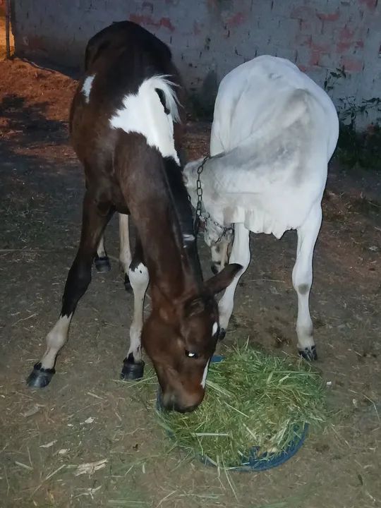 Potra manga larga paulista - Foto 2