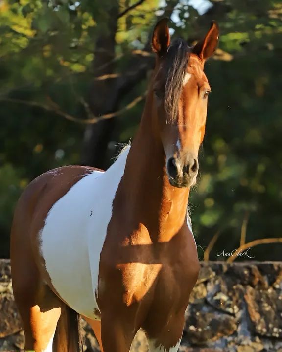 CAVALO MANGALARGA MARCHADOR, MARCHA PICADA - Foto 2