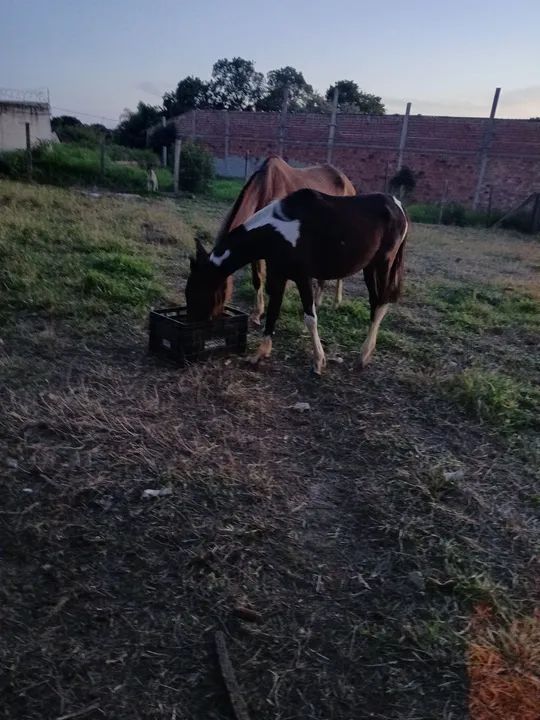 Potra manga larga paulista - Foto 3