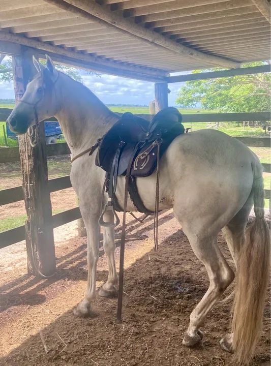 Capitão da Pátria Amada  - Foto 3