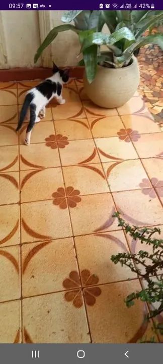 Gatinho preto disponível para adoção - Foto 4