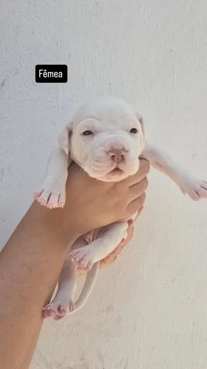Filhote de Pitbull - Foto 2