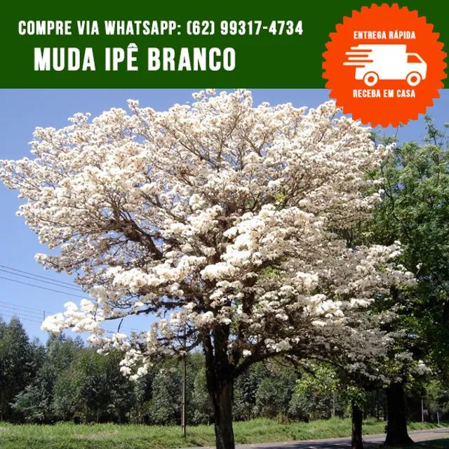 Muda de Ipê Branco
