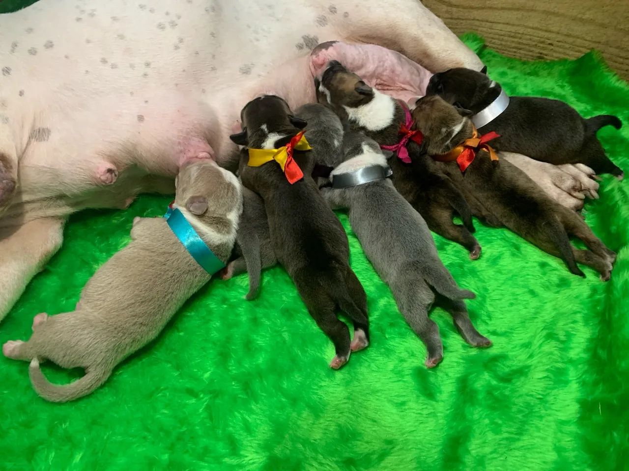 AMERICAN BULLY Filhotes com PEDIGREE CBKC ou ABBR, MICROCHIP, VACINADOS E VERMIFUGADOS  - Foto 4