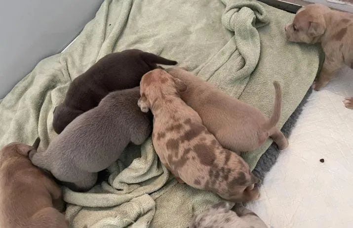 American Bully disponiveis lindos filhotes - Foto 2