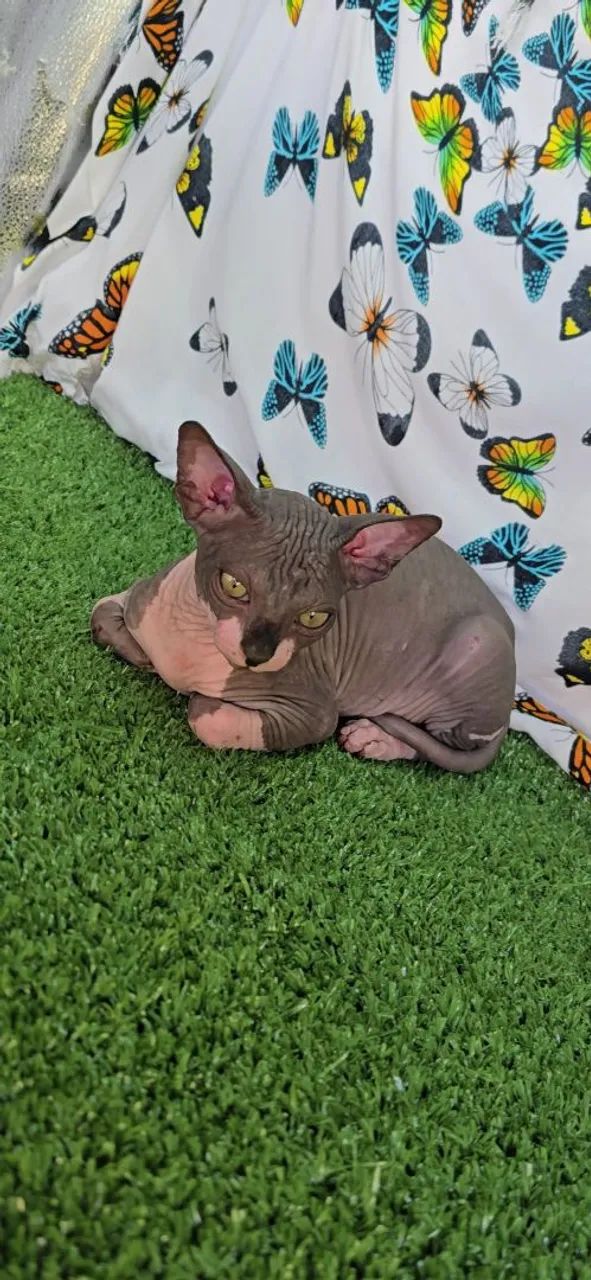 Filhote gato Sphynx disponível pronta entrega envio ou retirada - GATIL ZAIDAN N1 Brasil - Foto 3