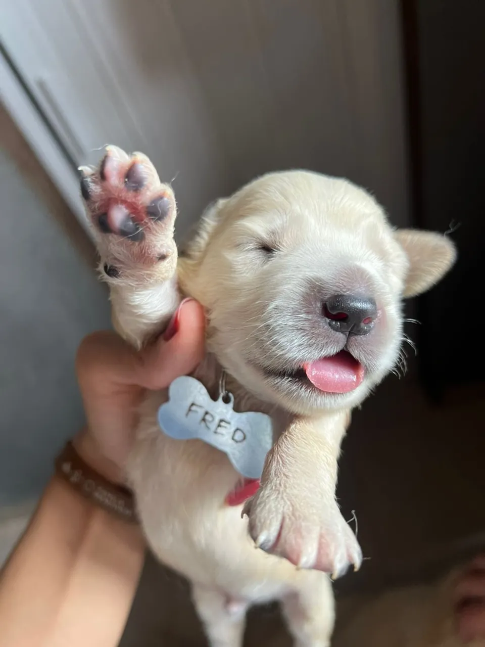 Filhote Golden Retriever