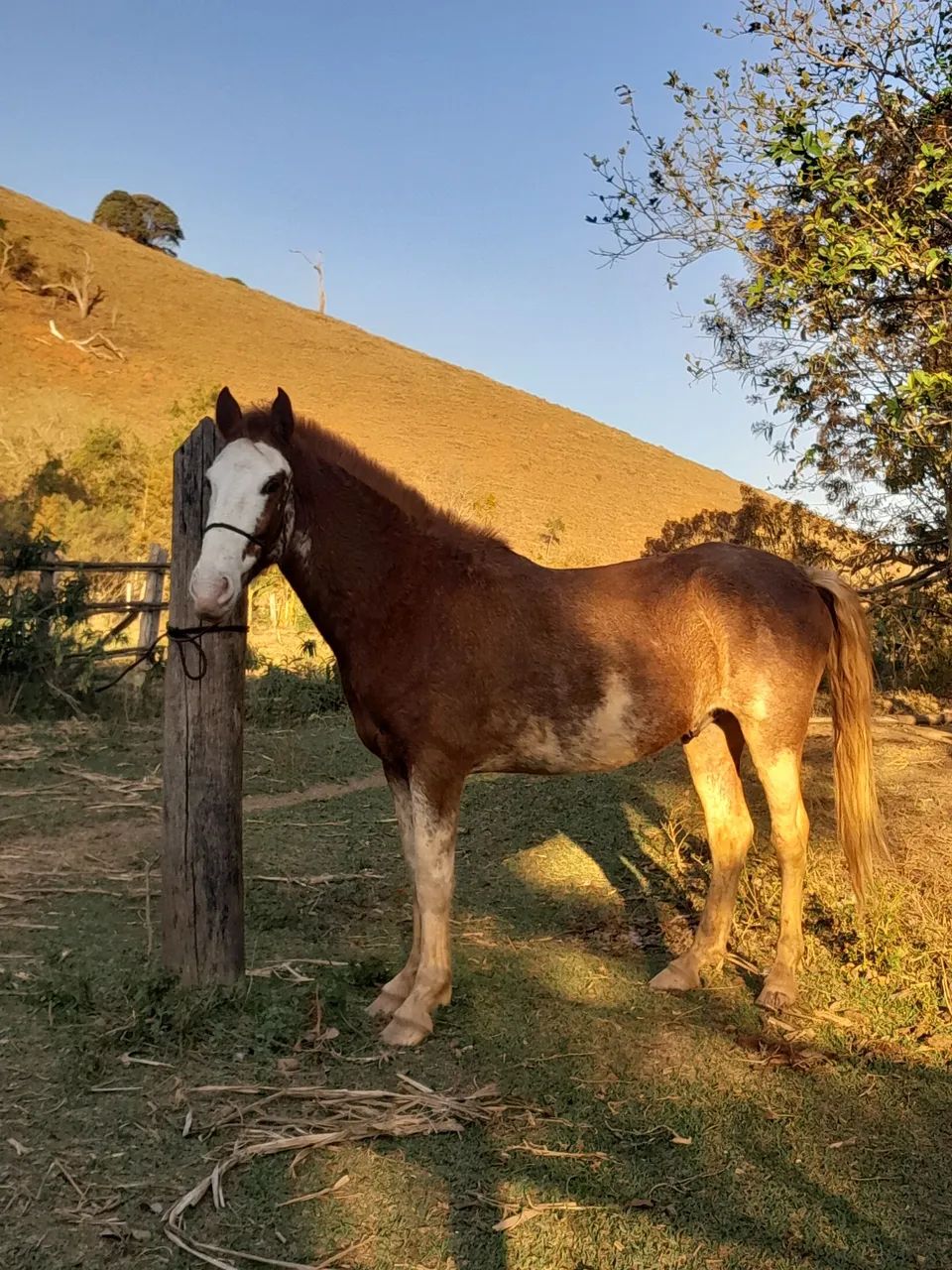 Vendo cavalo manga larga mineiro  - Foto 2