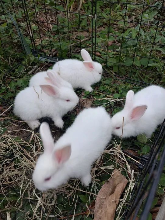 Lindos coelhos brancos para desmame 06/02 """Reservas""" - Foto 3