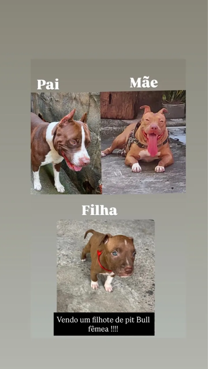 Filhote de Pit Bull fêmea!