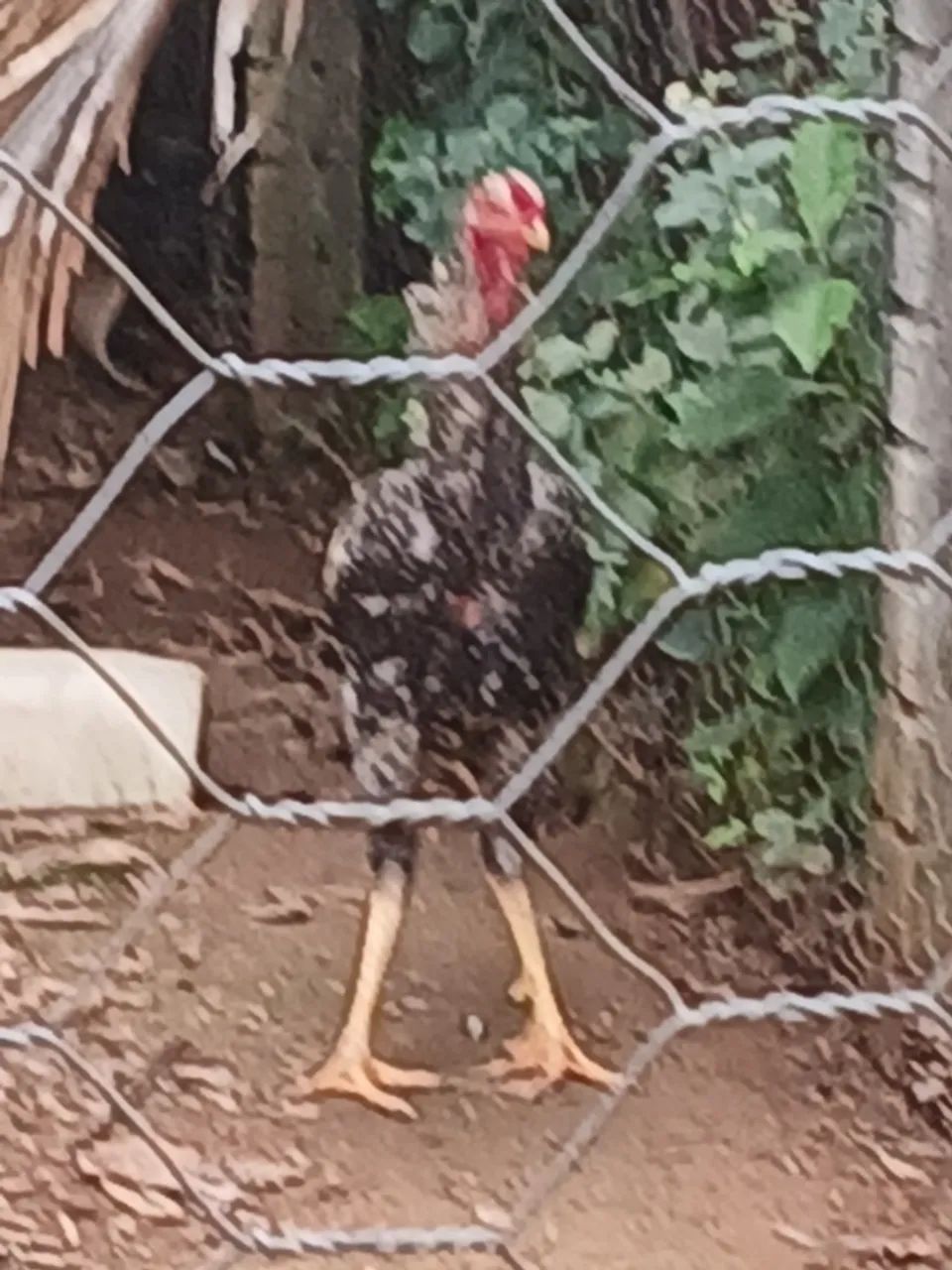 Vende-se galos gigante e perua fêmea  - Foto 2