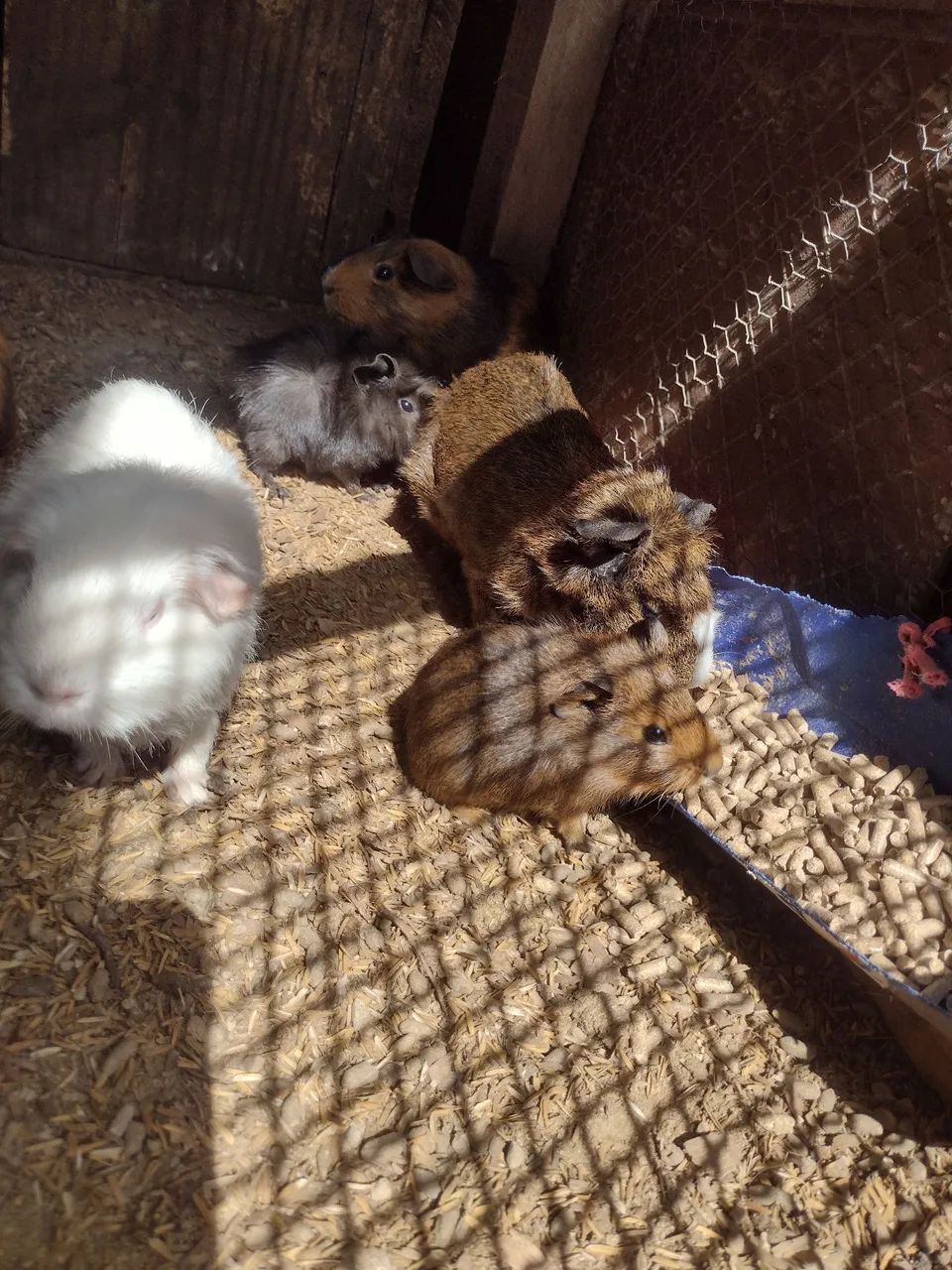 Porquinho da índia  - Foto 4