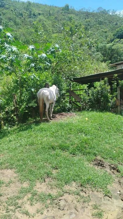 Égua tordilha 8 anos  - Foto 3