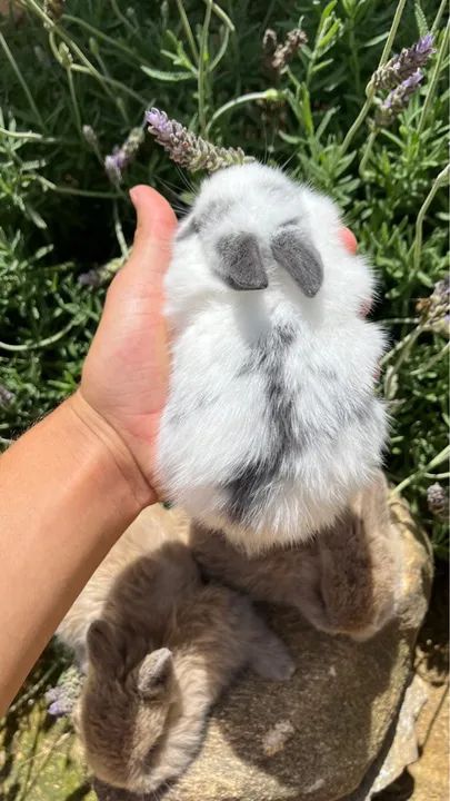 Mini coelho - Foto 6