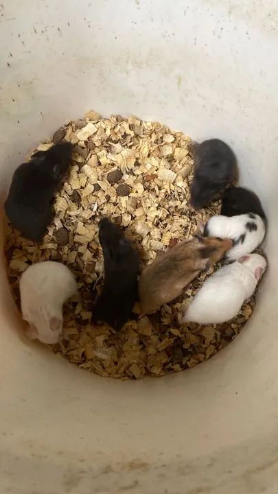 Hamster Sírio (unidade e revenda) - Foto 3