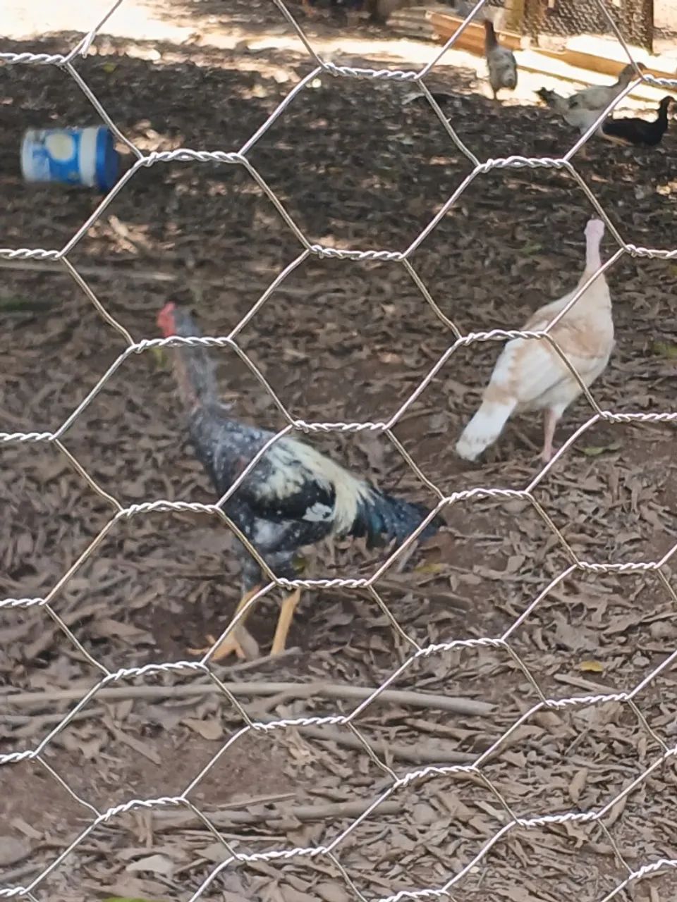Vende-se galos gigante e perua fêmea  - Foto 6