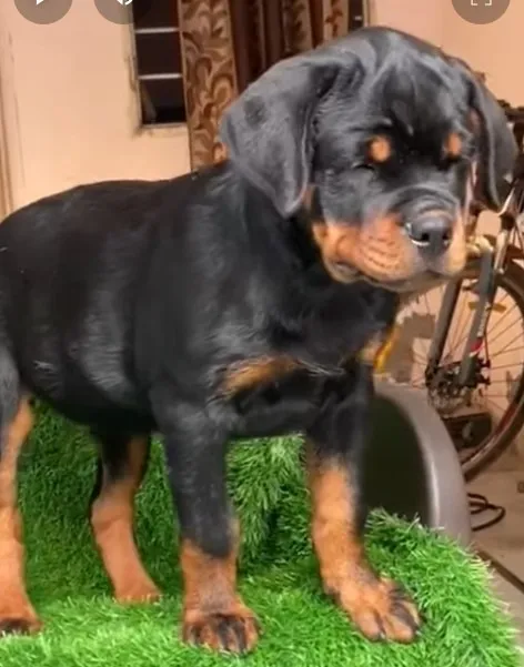Filhotes Rottweiler - direto com o criador via WhatsApp