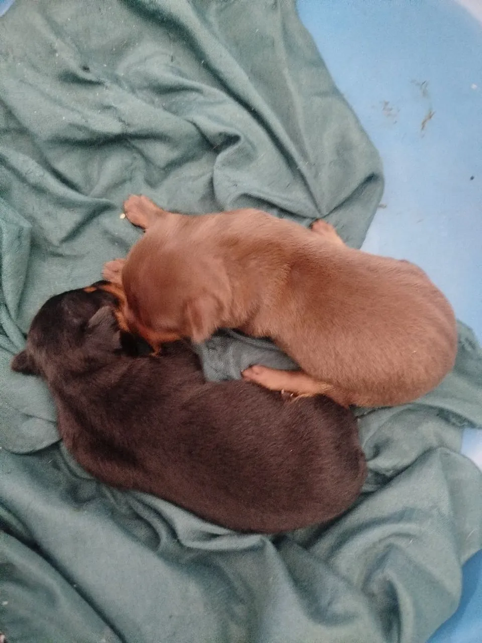 Filhotes de Pinscher disponíveis para adoção!