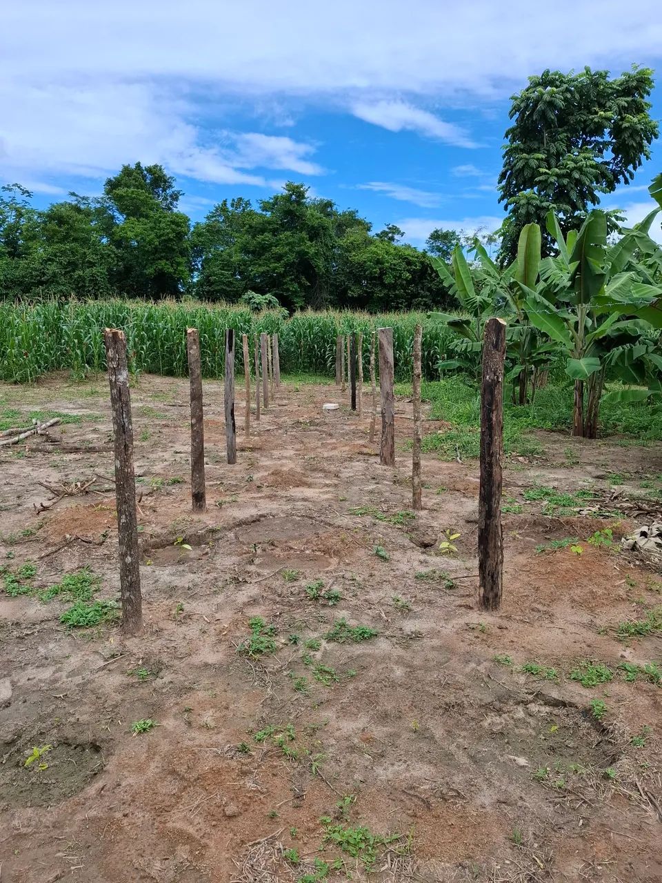  Vendo ou troco chácara 100X386m; área da vila Nova Esperança, Bonfim, há 52 km/Boa Vista. - Foto 12
