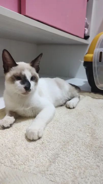 Gatinho Siamês disponível para adoção - Foto 3