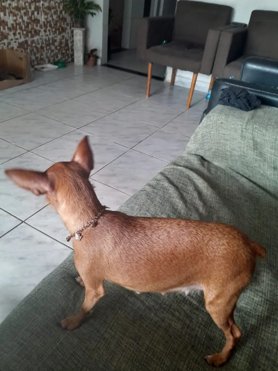 Pinscher Miniatura - N°1 com mais de 1 mês de vida!