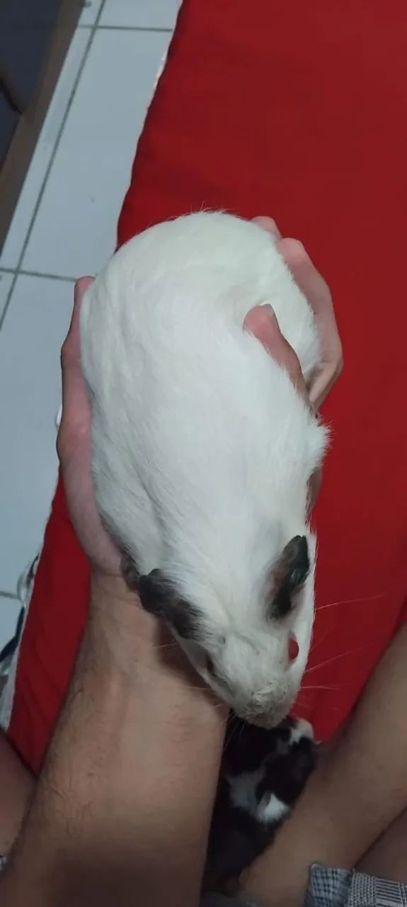 Porquinhos da Índia 63824582042243125