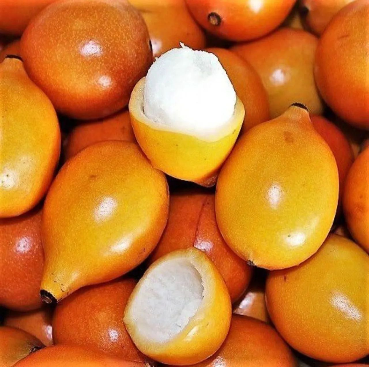 Muda ACHACHAIRU bacopari boliviano PRODUZINDO, mudas de 3 mts com seis ...