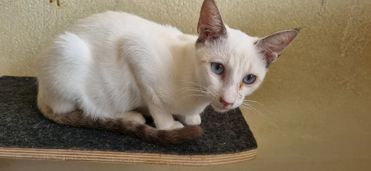 Gatinho filhote com olhos azuis para adoção!