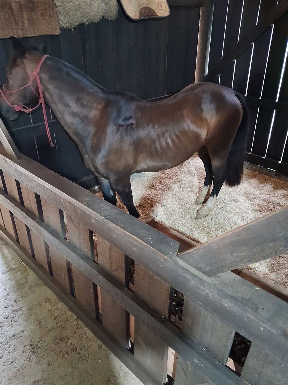 Cavalo crioulo a venda - Foto 2