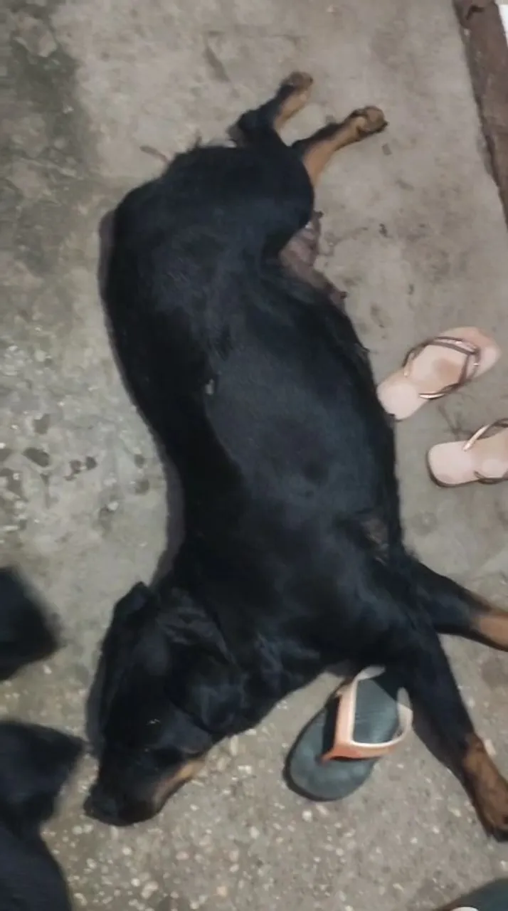 Rottweiler 