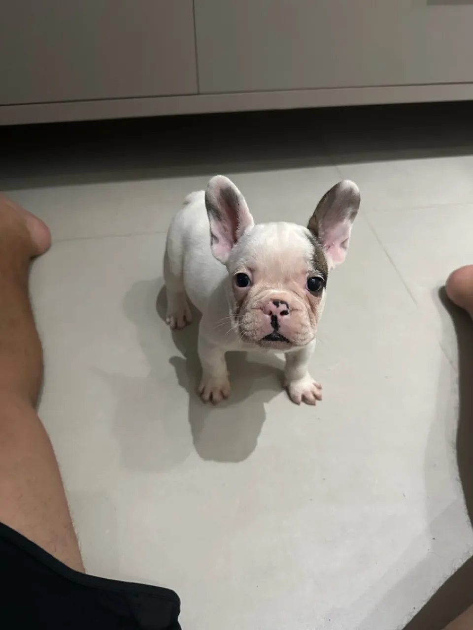 Filhotes de Bulldog Francês