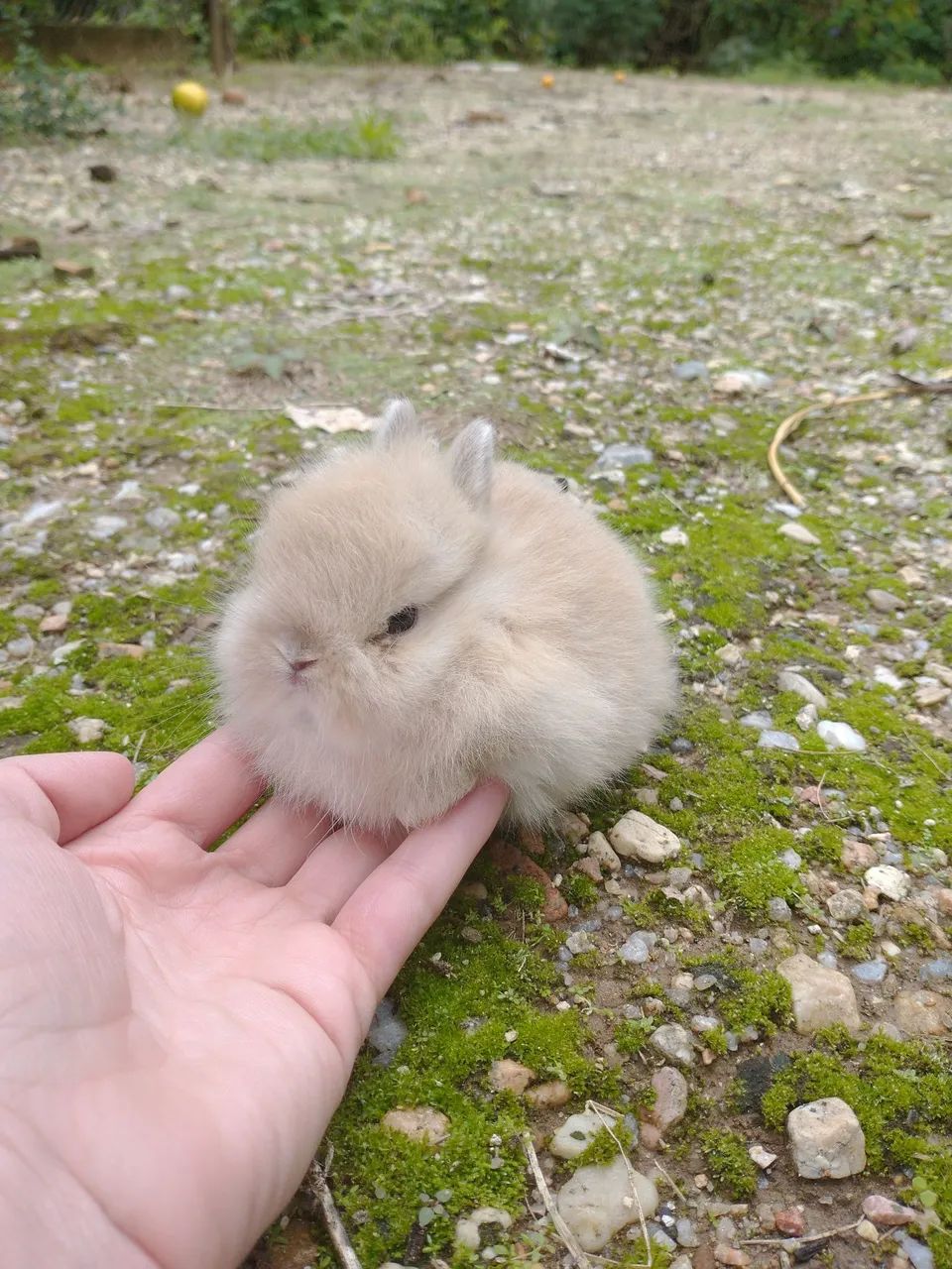 Mini coelhos Anão Netherland macho - Foto 5
