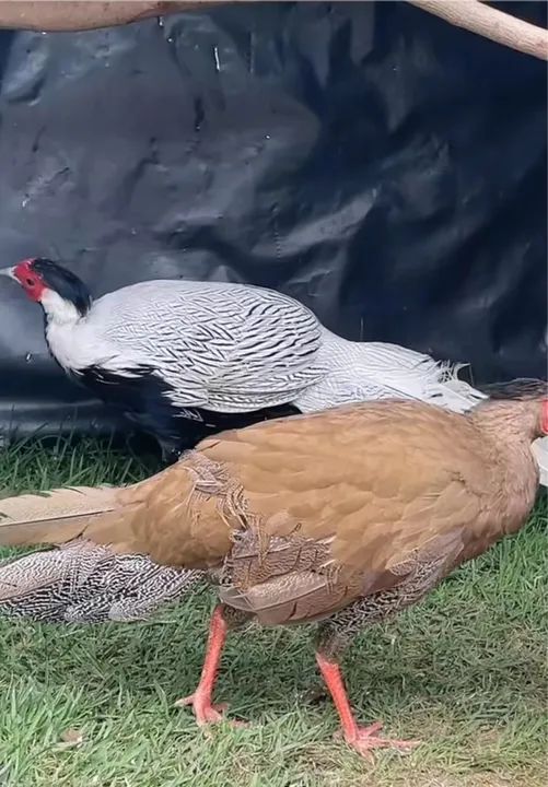 FILHOTES E JOVENS DO GALO PRATA - Foto 2