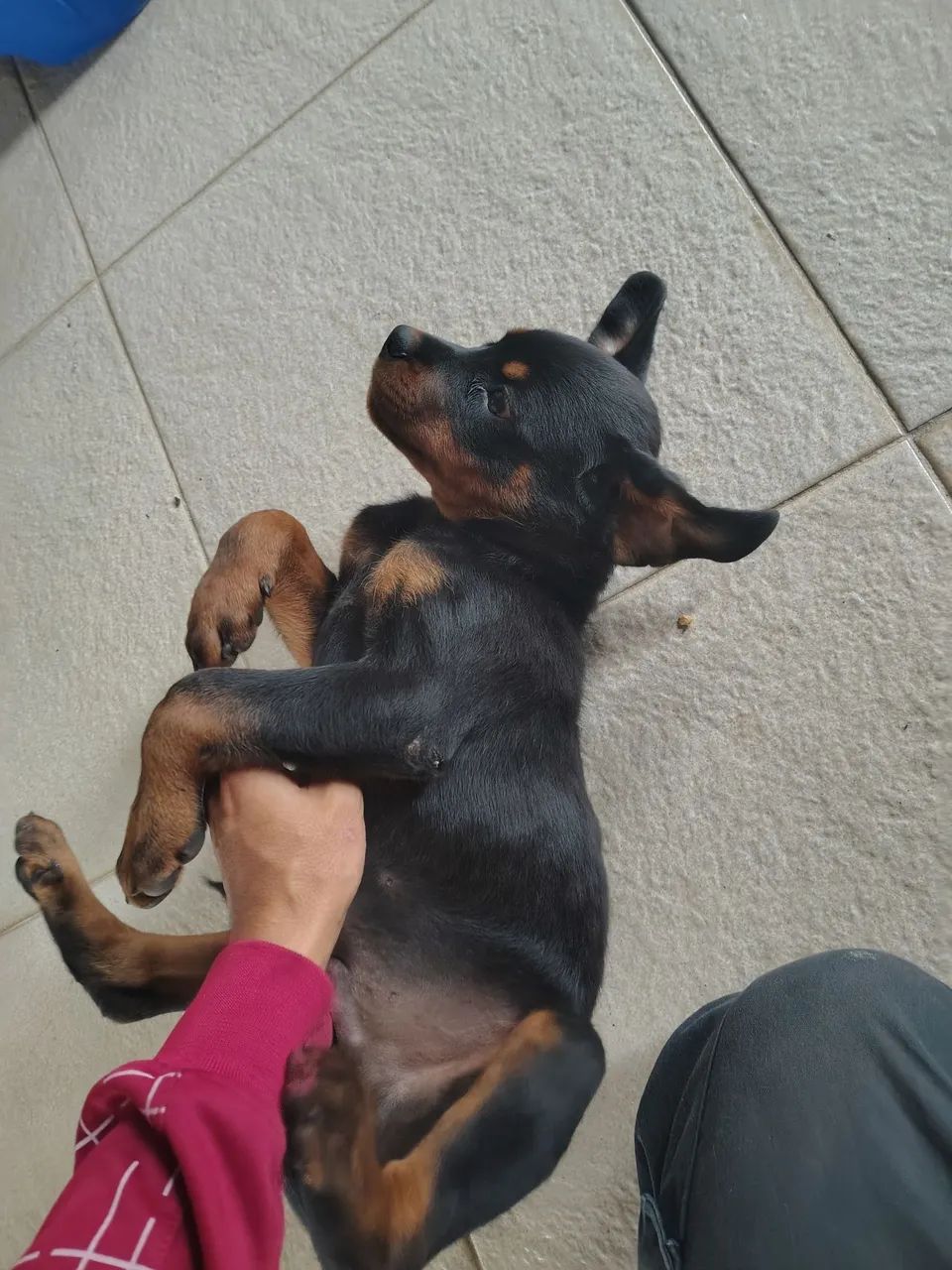 Filhote de Rottweiler- Pais com PEDIGREE  - Foto 4