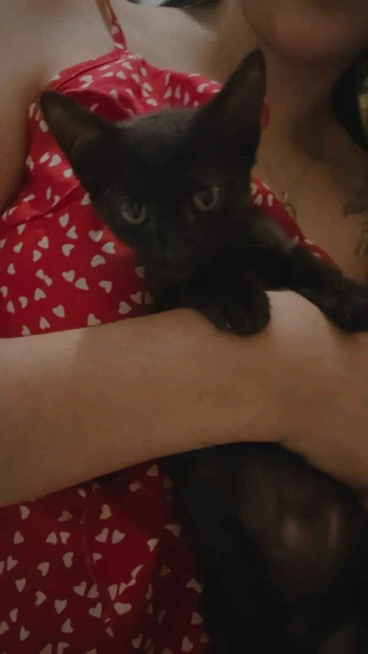 Doação de gatinhos - Foto 2