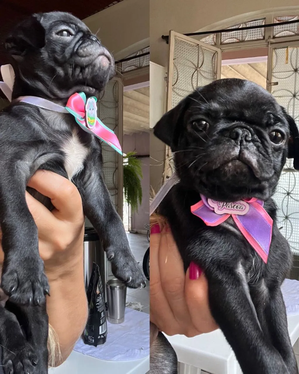 Filhote de Pug