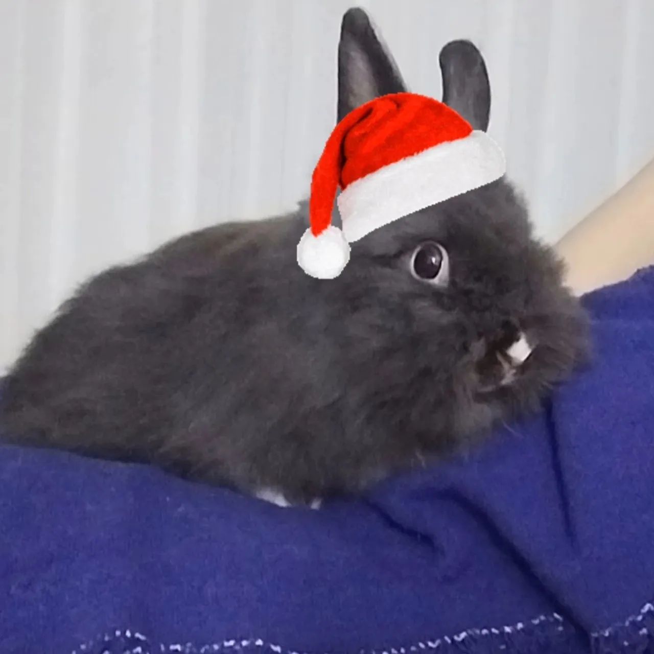 Coelho Teddy dwerg procura namorada da mesma raça 