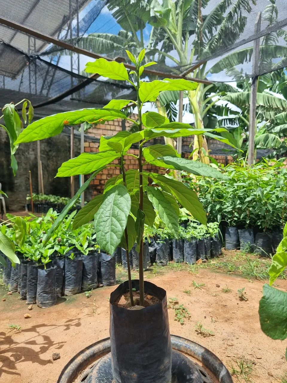 Mudas frutíferas diversas e chuva a vontade. Planta que colhe.A partir de 13 reias - Foto 5