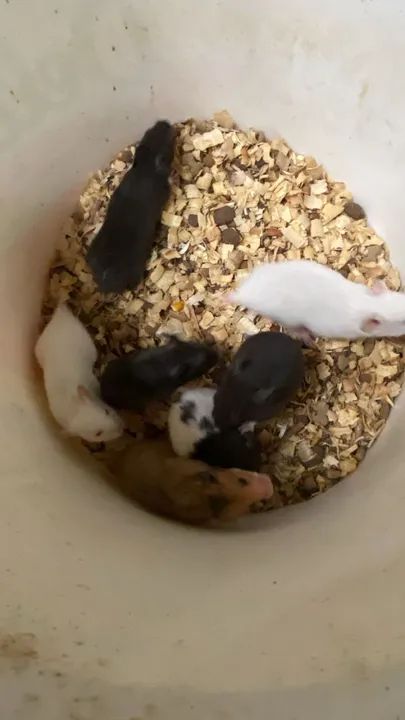 Hamster Sírio (unidade e revenda) - Foto 2