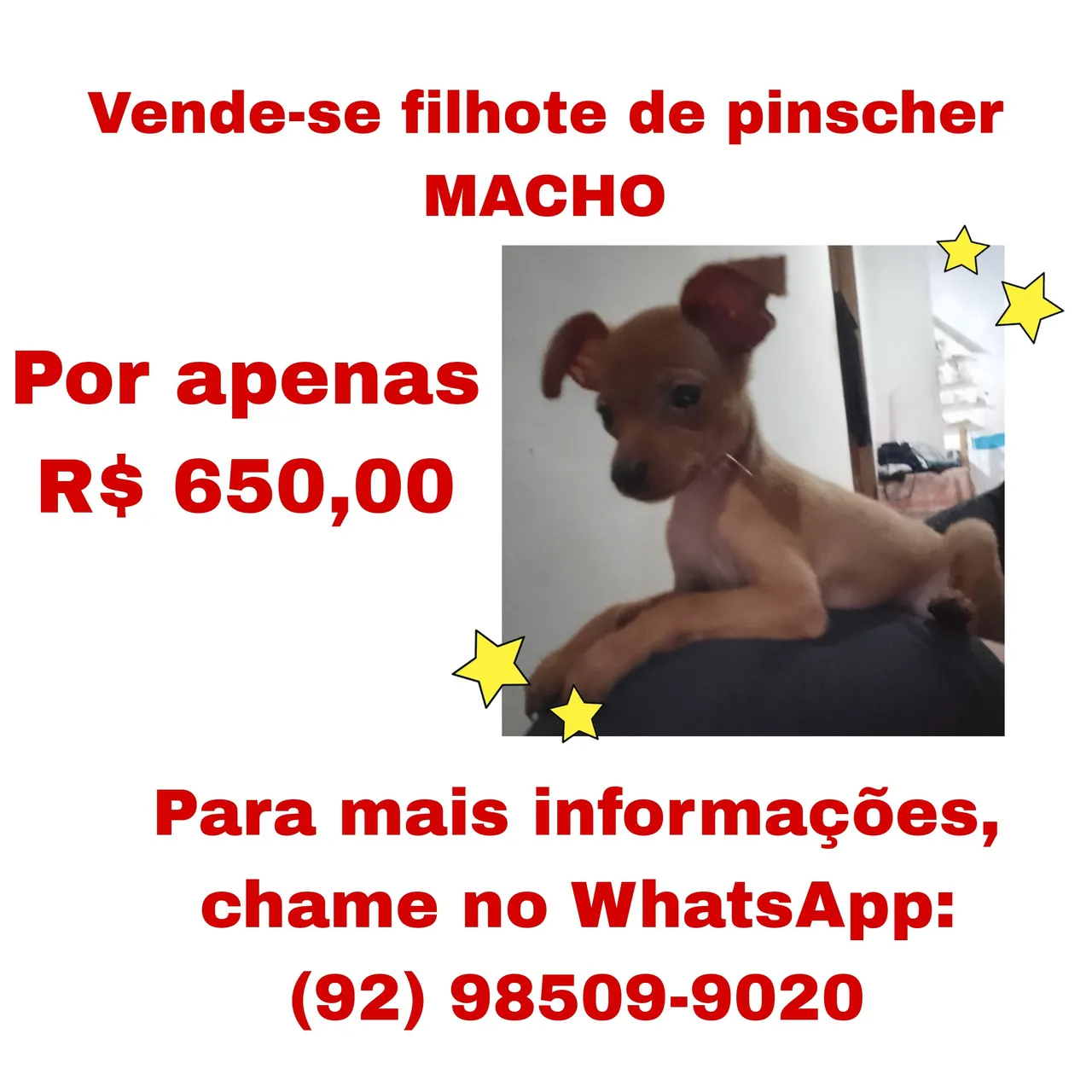 Filhote de Pinscher Macho - R$650,00