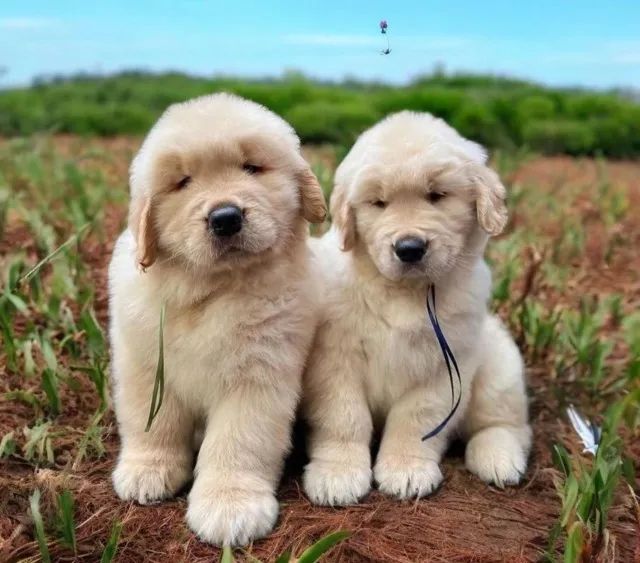 Beleza Natural Filhotes de Golden Retriever 
