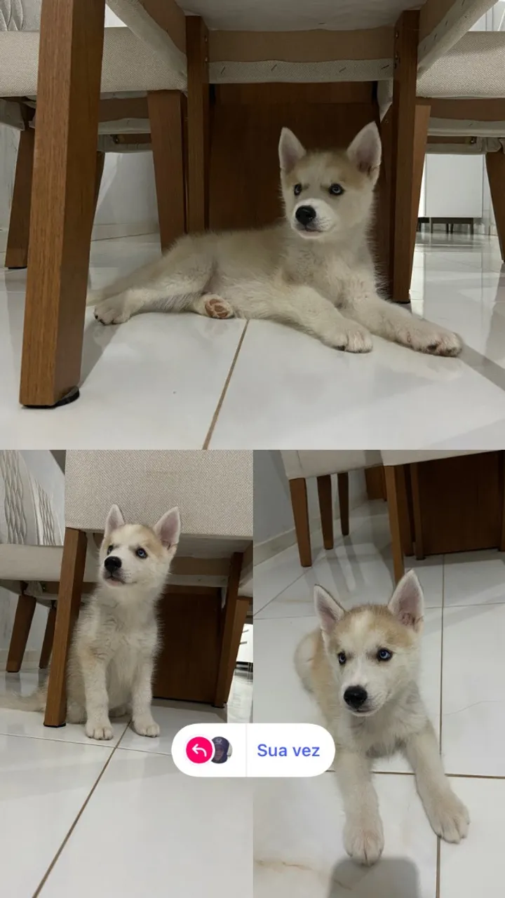 Filhote de Husky Siberiano