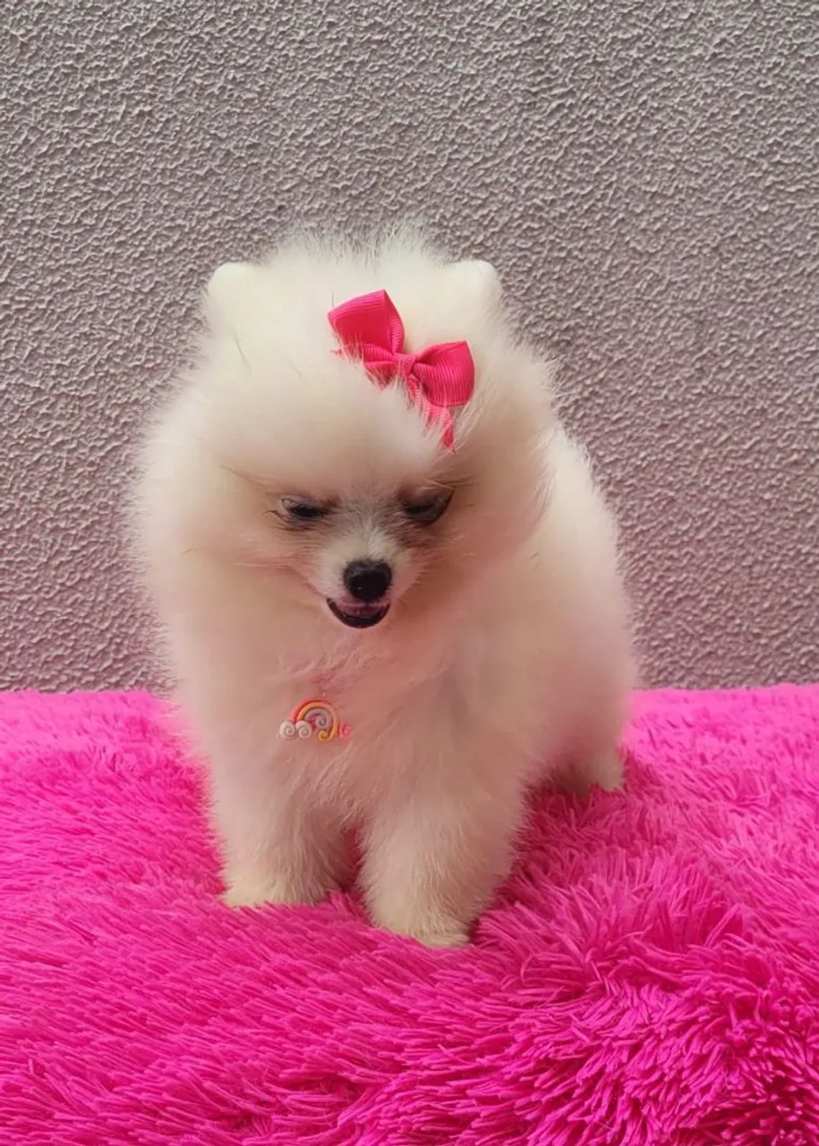 Linda femia de spitz