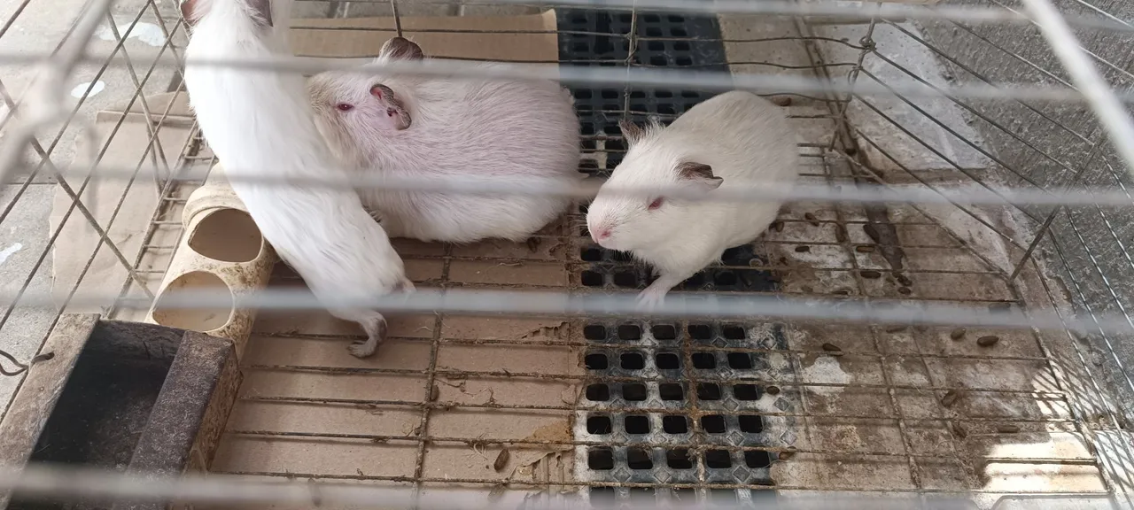 Vendo porquinho da índia. ZAP *